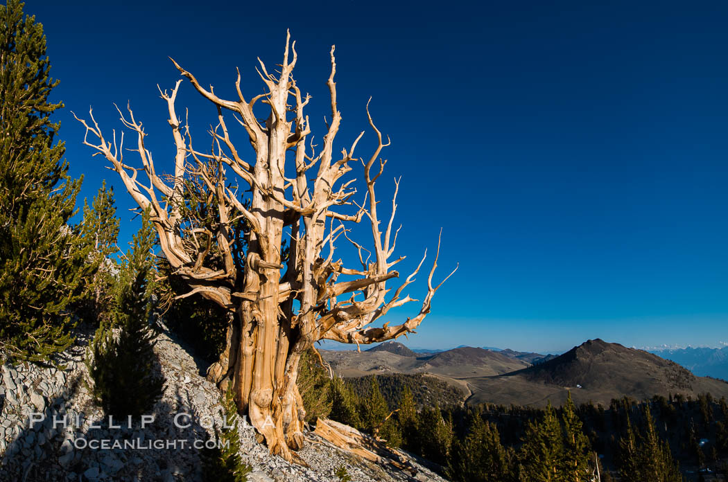Ancient bristlecone pine trees in Patriarch Grove, display characteristic gnarled, twisted form as it rises above the arid, dolomite-rich slopes of the White Mountains at 11000-foot elevation. Patriarch Grove, Ancient Bristlecone Pine Forest. White Mountains, Inyo National Forest, California, USA, Pinus longaeva, natural history stock photograph, photo id 28527