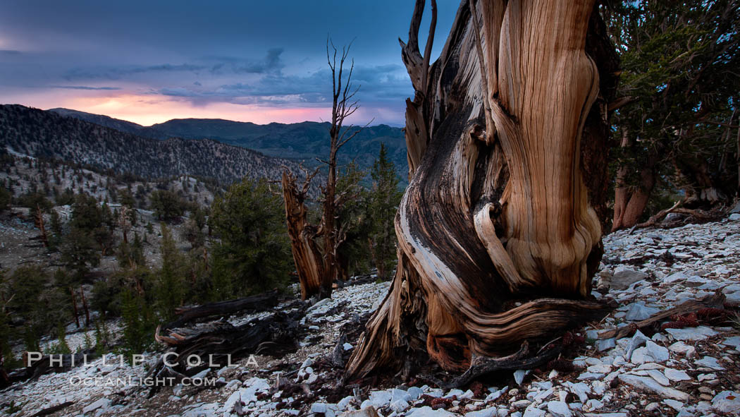 Sunset over Patriarch Grove and White Mountains.  An ancient bristlecone pine tree at sunset. White Mountains, Inyo National Forest, California, USA, natural history stock photograph, photo id 26981