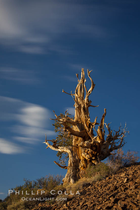 Ancient bristlecone pine tree in the White Mountains, at an elevation of 10,000' above sea level.  These are some of the oldest trees in the world, reaching 4000 years in age. Ancient Bristlecone Pine Forest, White Mountains, Inyo National Forest, California, USA, Pinus longaeva, natural history stock photograph, photo id 27770