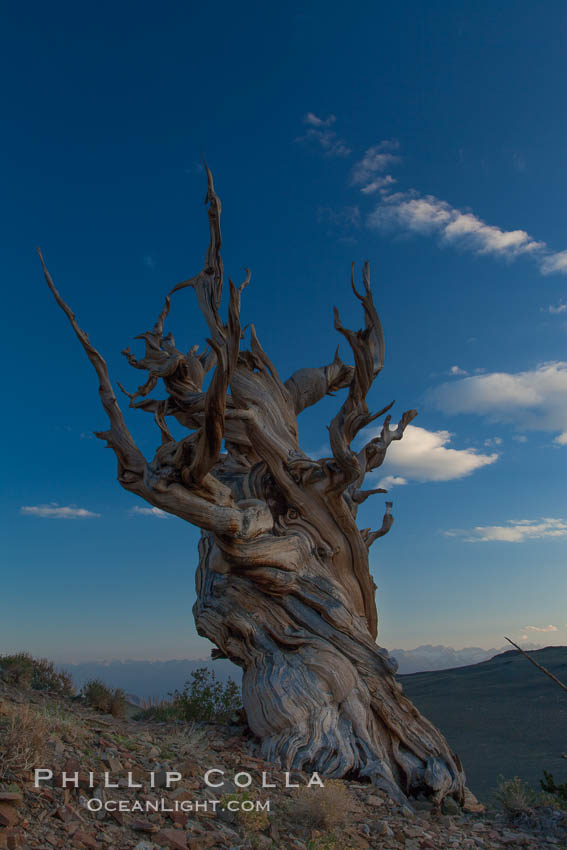 Ancient bristlecone pine tree in the White Mountains, at an elevation of 10,000' above sea level.  These are some of the oldest trees in the world, reaching 4000 years in age. Ancient Bristlecone Pine Forest, White Mountains, Inyo National Forest, California, USA, Pinus longaeva, natural history stock photograph, photo id 27764