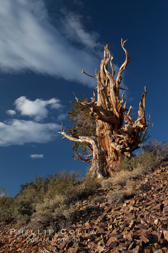 Ancient bristlecone pine tree in the White Mountains, at an elevation of 10,000' above sea level.  These are some of the oldest trees in the world, reaching 4000 years in age. Ancient Bristlecone Pine Forest, White Mountains, Inyo National Forest, California, USA, Pinus longaeva, natural history stock photograph, photo id 27767