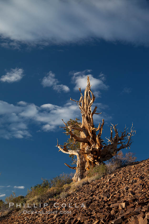 Ancient bristlecone pine tree in the White Mountains, at an elevation of 10,000' above sea level.  These are some of the oldest trees in the world, reaching 4000 years in age. Ancient Bristlecone Pine Forest, White Mountains, Inyo National Forest, California, USA, Pinus longaeva, natural history stock photograph, photo id 27771