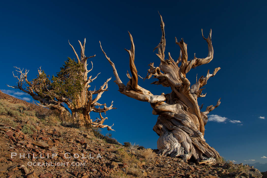 Ancient bristlecone pine trees in the White Mountains, at an elevation of 10,000' above sea level.  These are some of the oldest trees in the world, reaching 4000 years in age. Ancient Bristlecone Pine Forest, White Mountains, Inyo National Forest, California, USA, Pinus longaeva, natural history stock photograph, photo id 27769