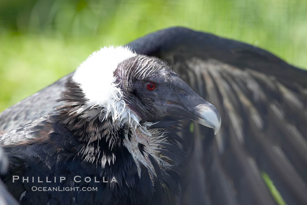 Andean condor., Vultur gryphus, natural history stock photograph, photo id 15646