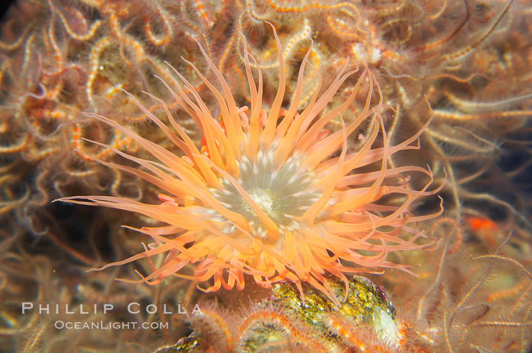 Unidentified marine anemone, California., natural history stock photograph, photo id 14056