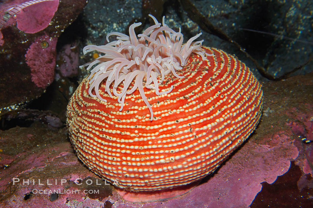 Unidentified anemone., natural history stock photograph, photo id 13737