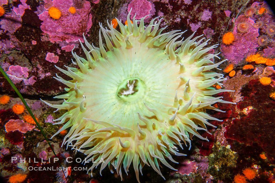 Anemone, unidentified., natural history stock photograph, photo id 21536
