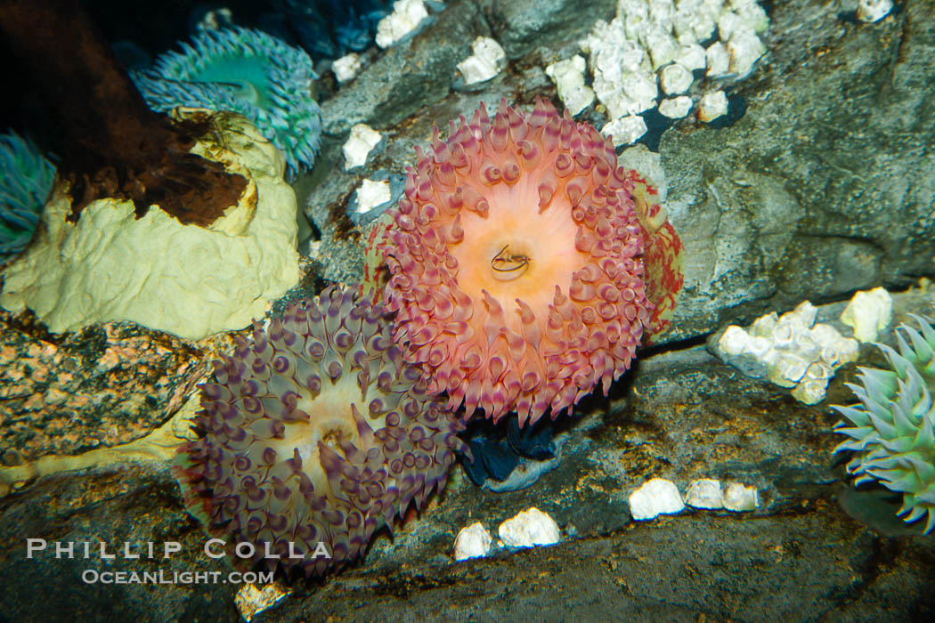 Unidentified anemone., natural history stock photograph, photo id 27211