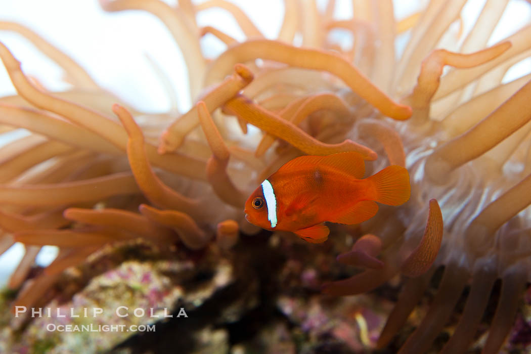 Unidentified anemone., natural history stock photograph, photo id 27213