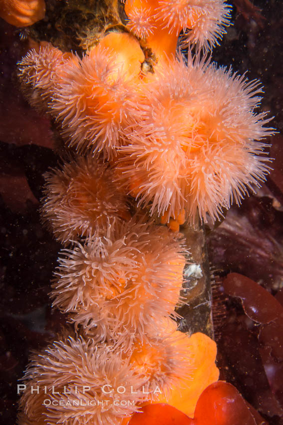 Anemones cling to Bull Kelp Stalk, Browning Pass, British Columbia. Canada, Nereocystis luetkeana, natural history stock photograph, photo id 34357