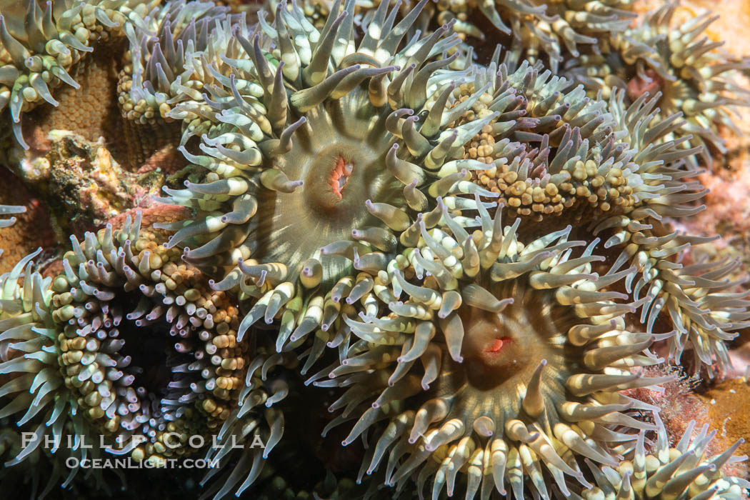 Anemones Clustered Together on Rocky Reef, Sea of Cortez., natural history stock photograph, photo id 40326