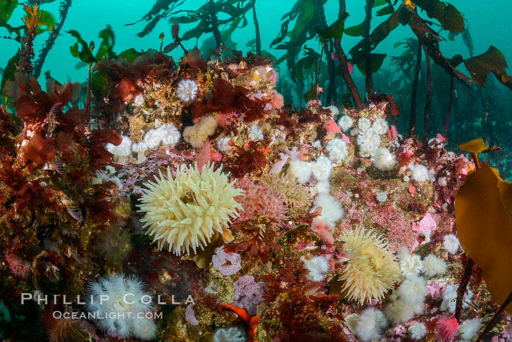 Colorful anemones and soft corals, bryozoans and kelp cover the rocky reef in a kelp forest near Vancouver Island and the Queen Charlotte Strait.  Strong currents bring nutrients to the invertebrate life clinging to the rocks. British Columbia, Canada, natural history stock photograph, photo id 34430
