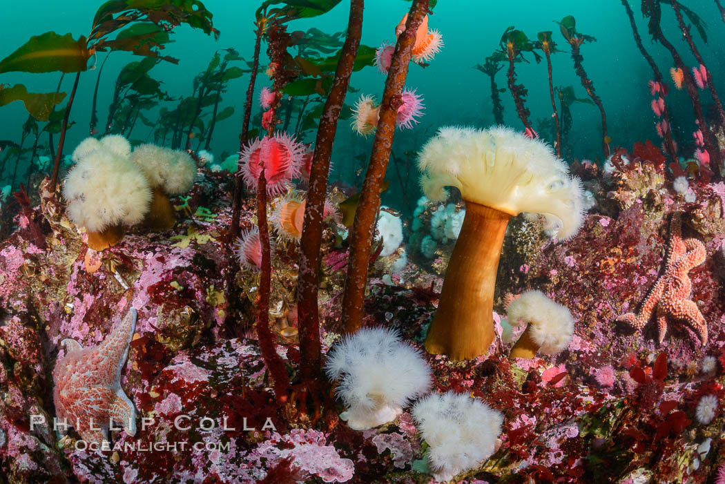 Colorful anemones and soft corals, bryozoans and kelp cover the rocky reef in a kelp forest near Vancouver Island and the Queen Charlotte Strait.  Strong currents bring nutrients to the invertebrate life clinging to the rocks. British Columbia, Canada, Metridium farcimen, natural history stock photograph, photo id 34332