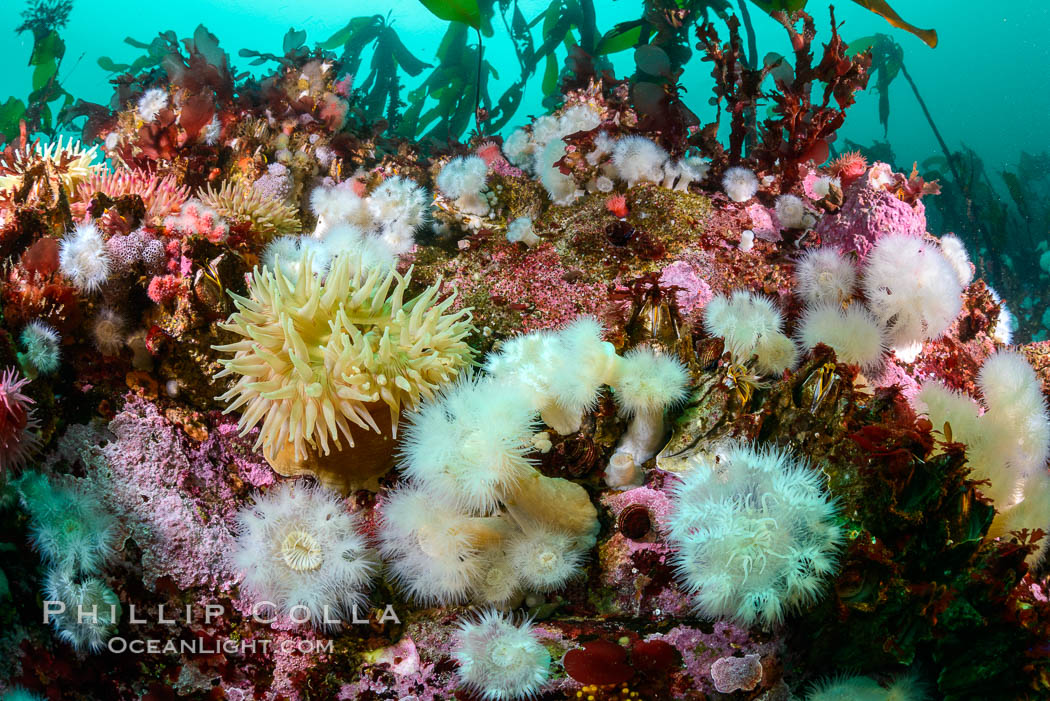 Colorful anemones and soft corals, bryozoans and kelp cover the rocky reef in a kelp forest near Vancouver Island and the Queen Charlotte Strait.  Strong currents bring nutrients to the invertebrate life clinging to the rocks, Metridium senile