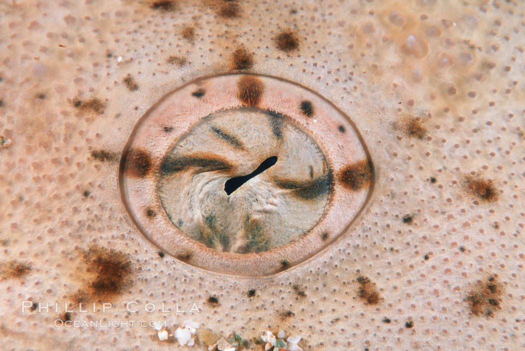 Angel shark eye detail, Islas San Benito. San Benito Islands (Islas San Benito), Baja California, Mexico, Squatina californica, natural history stock photograph, photo id 04601