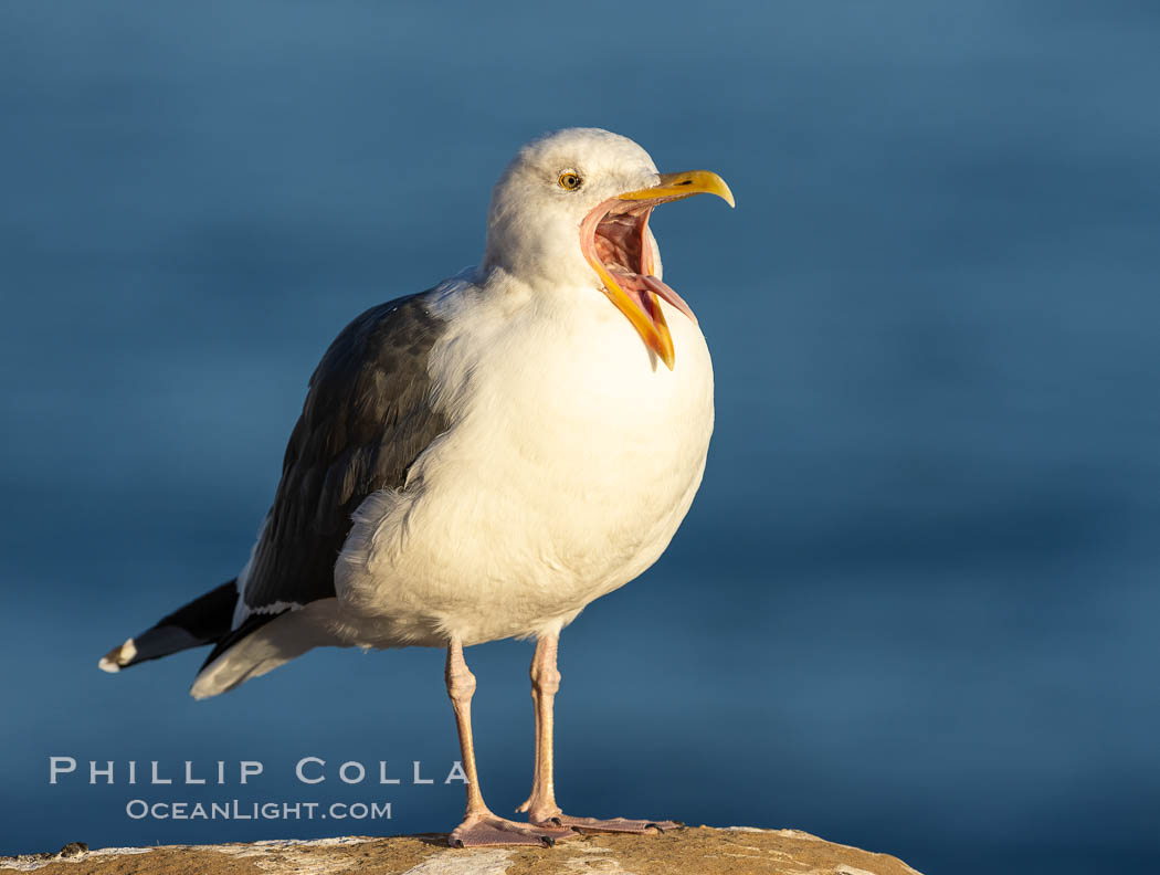 Angry Western Gull., natural history stock photograph, photo id 37444