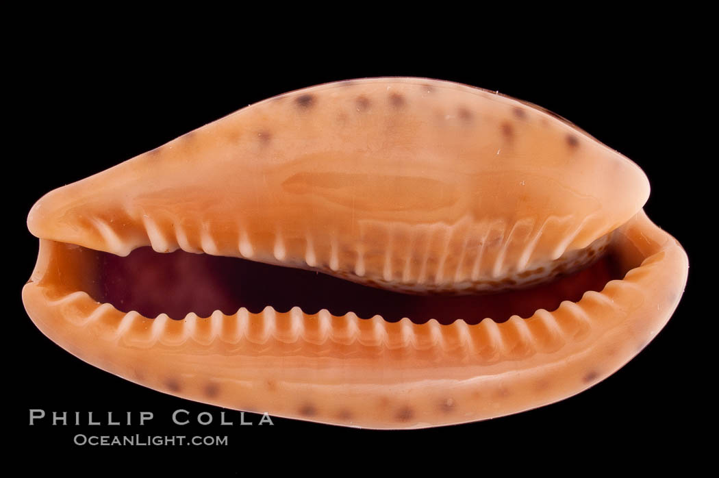 Annette's Cowrie., Cypraea annettae, natural history stock photograph, photo id 08338