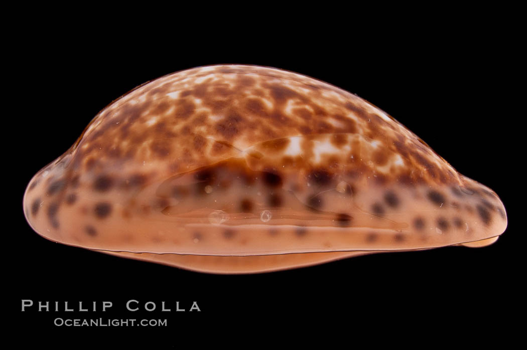 Annette's Cowrie., Cypraea annettae, natural history stock photograph, photo id 08339