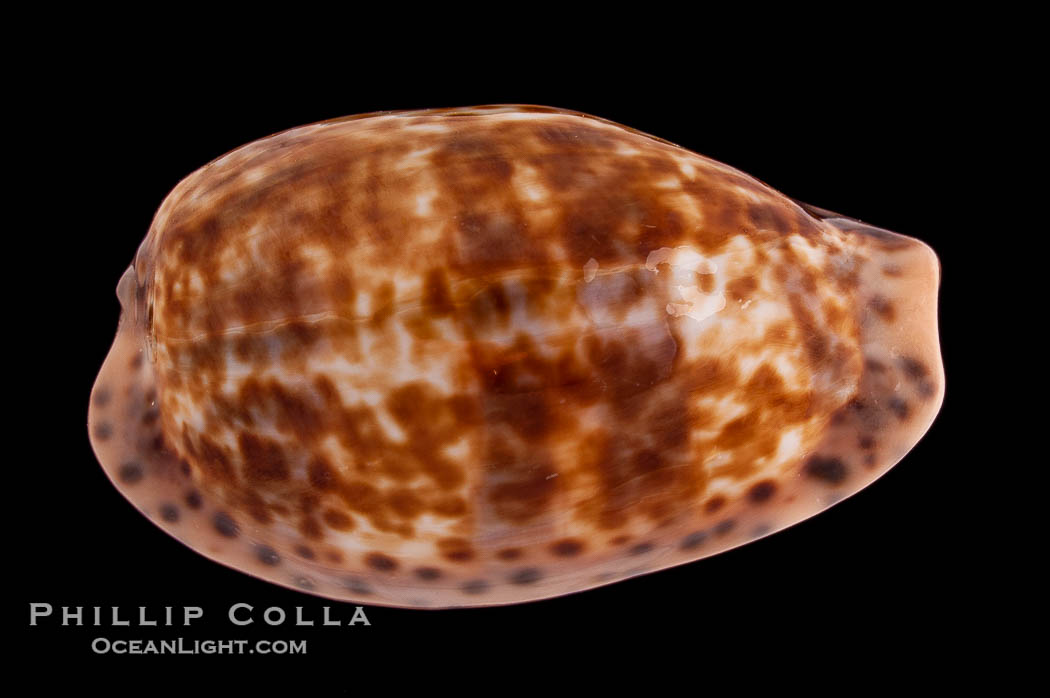 Annette's Cowrie., Cypraea annettae, natural history stock photograph, photo id 08565