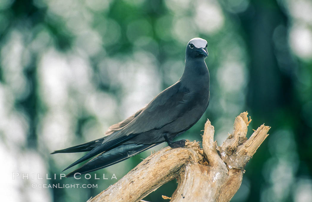 Brown noddy. Rose Atoll National Wildlife Sanctuary, American Samoa, USA, Anous stolidus, natural history stock photograph, photo id 00896