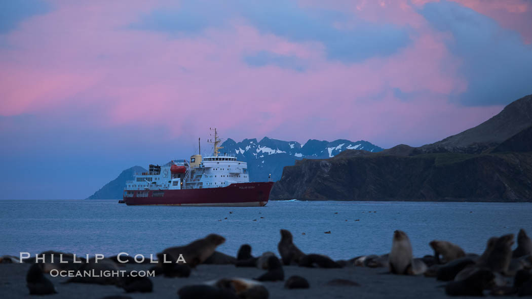 M/V Polar Star, an icebreaker expedition ship, lies at anchor in Right Whale Bay, South Georgia Island.  Antarctic fur seals on the beach, and the rugged South Georgia Island mountains in the distance.  Sunset, dusk., Arctocephalus gazella, natural history stock photograph, photo id 24346