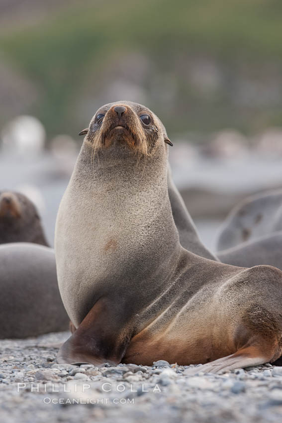 Antarctic fur seal. Right Whale Bay, South Georgia Island, Arctocephalus gazella, natural history stock photograph, photo id 24350