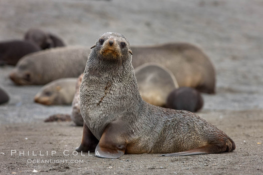 Antarctic fur seal. Right Whale Bay, South Georgia Island, Arctocephalus gazella, natural history stock photograph, photo id 24358