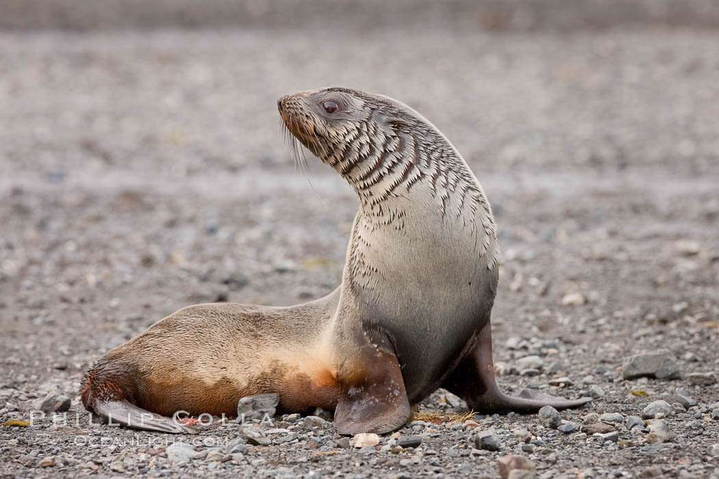 Antarctic fur seal. Right Whale Bay, South Georgia Island, Arctocephalus gazella, natural history stock photograph, photo id 24356