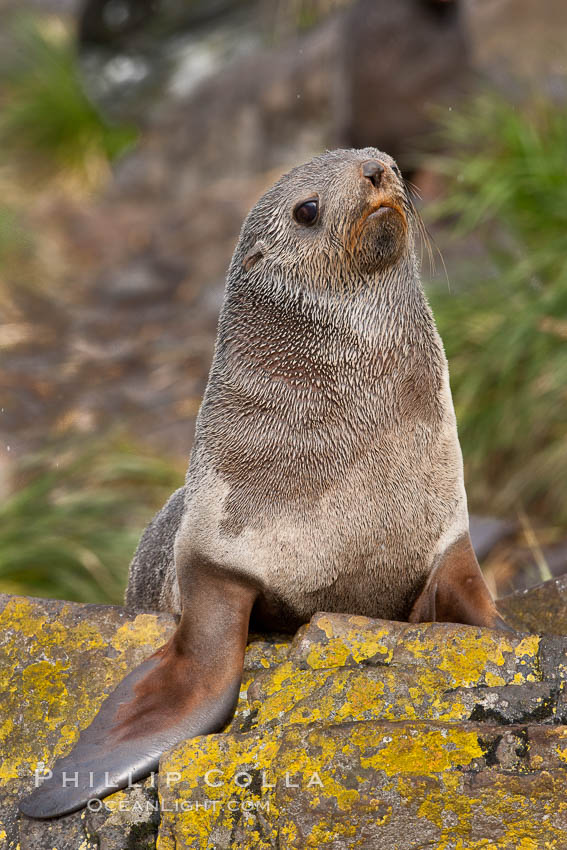 Antarctic fur seal, Arctocephalus gazella, Hercules Bay