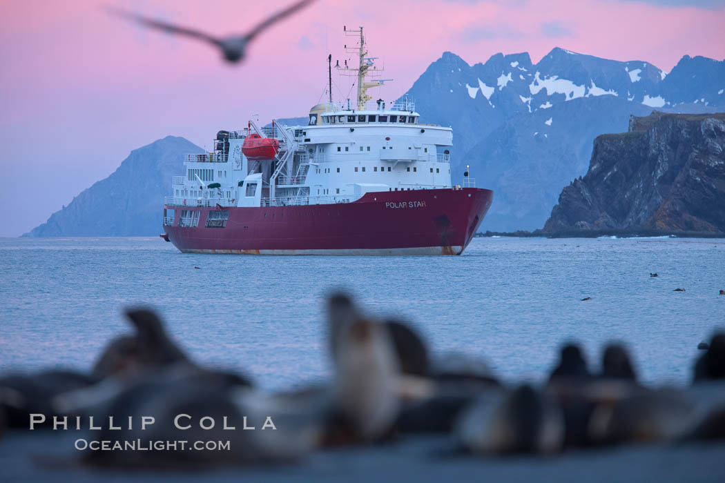 M/V Polar Star, an icebreaker expedition ship, lies at anchor in Right Whale Bay, South Georgia Island.  Antarctic fur seals on the beach, and the rugged South Georgia Island mountains in the distance.  Sunset, dusk., Arctocephalus gazella, natural history stock photograph, photo id 24347