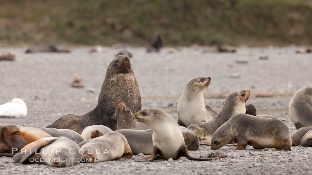 A colony of Antarctic fur seals, with the adult male (bull) in the center of his mating harem of females and juvenile fur seals. Right Whale Bay, South Georgia Island, Arctocephalus gazella, natural history stock photograph, photo id 24351