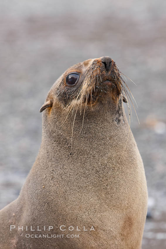 Antarctic fur seal, portrait showing long whiskers and large eyes effective for nocturnal foraging and hunting underwater. Right Whale Bay, South Georgia Island, Arctocephalus gazella, natural history stock photograph, photo id 24355