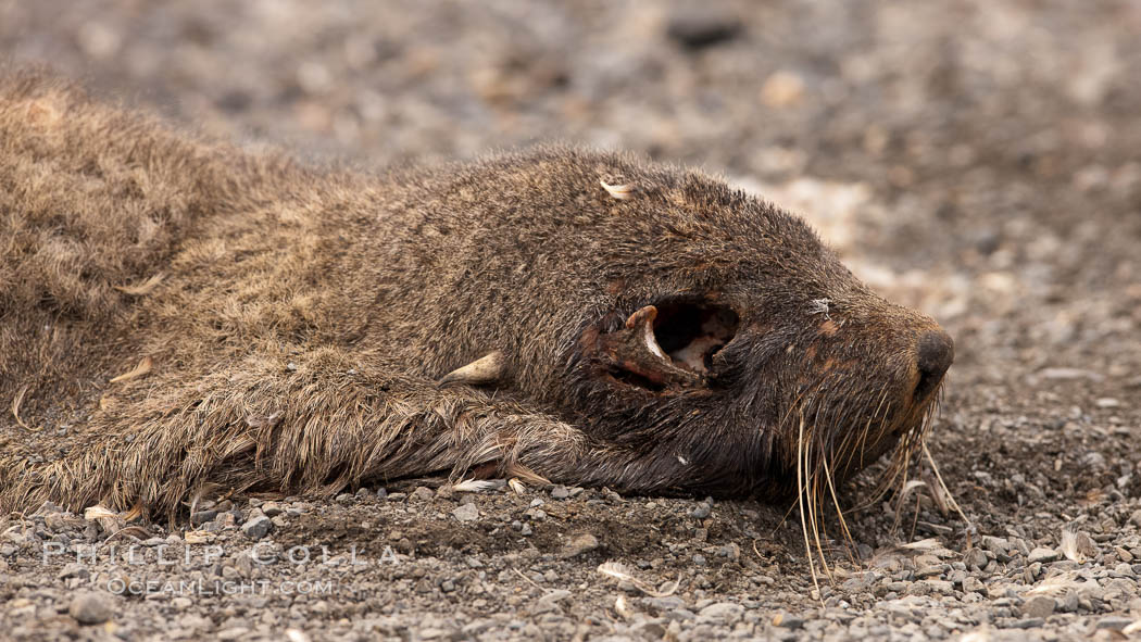 Antarctic fur seal carcass, lying on pebble beach.  Dead fur seals are quickly scavenged by giant petrels, leaving the pelt and skeleton of the dead fur seal. Right Whale Bay, South Georgia Island, Arctocephalus gazella, natural history stock photograph, photo id 24327