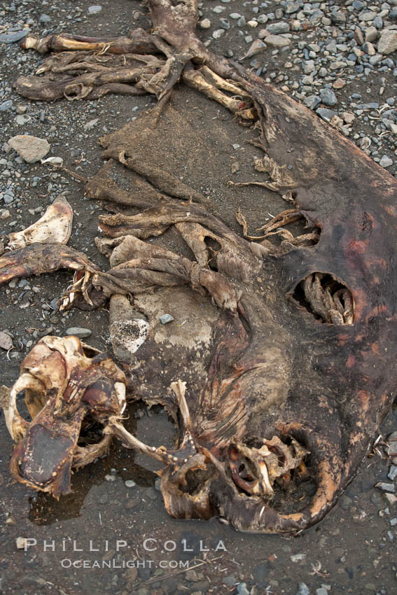 Antarctic fur seal carcass, lying on pebble beach.  Dead fur seals are quickly scavenged by giant petrels, leaving the pelt and skeleton of the dead fur seal. Right Whale Bay, South Georgia Island, Arctocephalus gazella, natural history stock photograph, photo id 24353