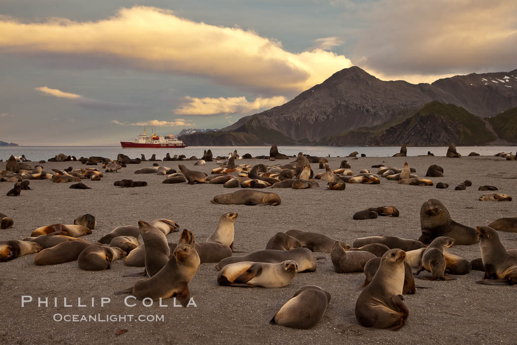 Antarctic fur seal colony, on a sand beach alongside Right Whale Bay, with the mountains of South Georgia Island in the background, sunset, Arctocephalus gazella