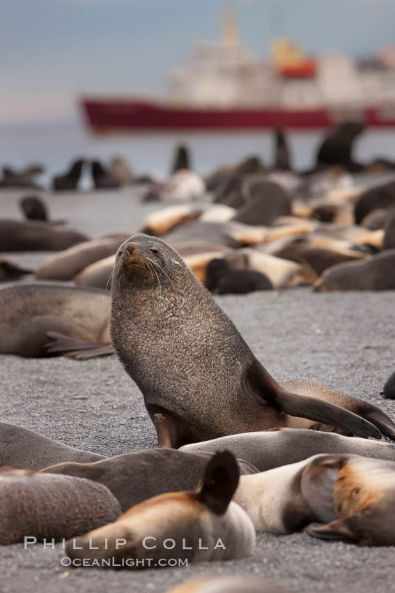 A colony of Antarctic fur seals, with the adult male (bull) in the center of his harem of females and juvenile fur seals. Right Whale Bay, South Georgia Island, Arctocephalus gazella, natural history stock photograph, photo id 24326
