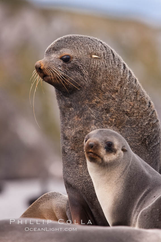 Antarctic fur seals, adult male bull and female, illustrating extreme sexual dimorphism common among pinnipeds (seals, sea lions and fur seals), Arctocephalus gazella, Right Whale Bay