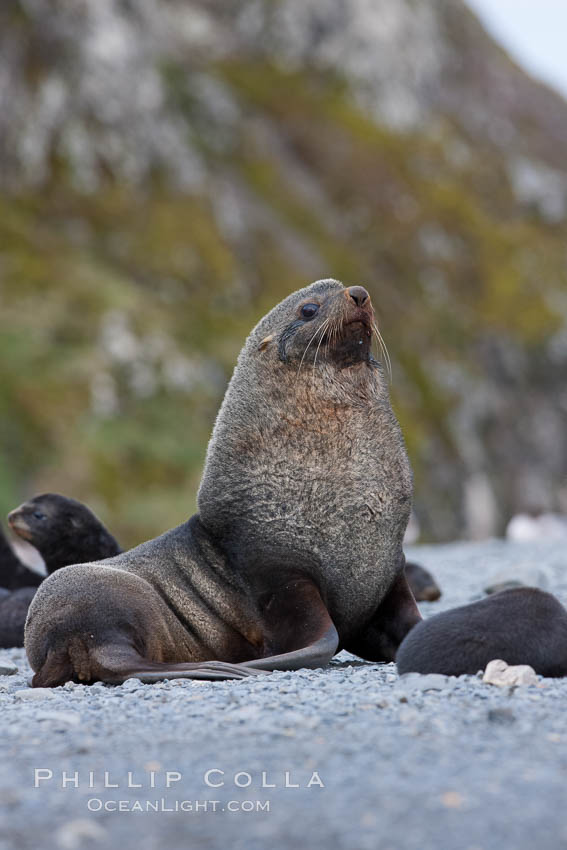 Adult male bull Antarctic fur seal, amid his harem of females and juvenile fur seals. Right Whale Bay, South Georgia Island, Arctocephalus gazella, natural history stock photograph, photo id 24336