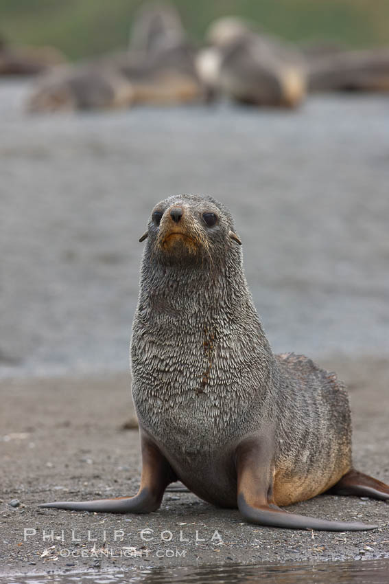 Antarctic fur seal. Right Whale Bay, South Georgia Island, Arctocephalus gazella, natural history stock photograph, photo id 24335