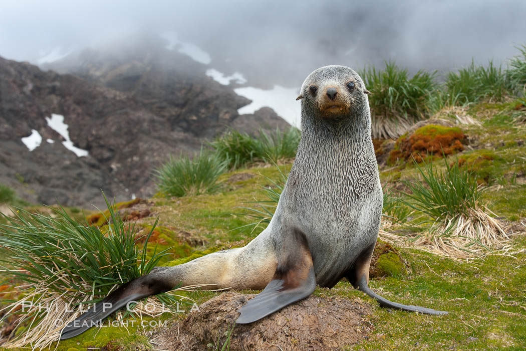 Antarctic fur seal, on grass slopes high above Fortuna Bay, with the cloudy heights of South Georgia Island rising in the background., Arctocephalus gazella, natural history stock photograph, photo id 24595