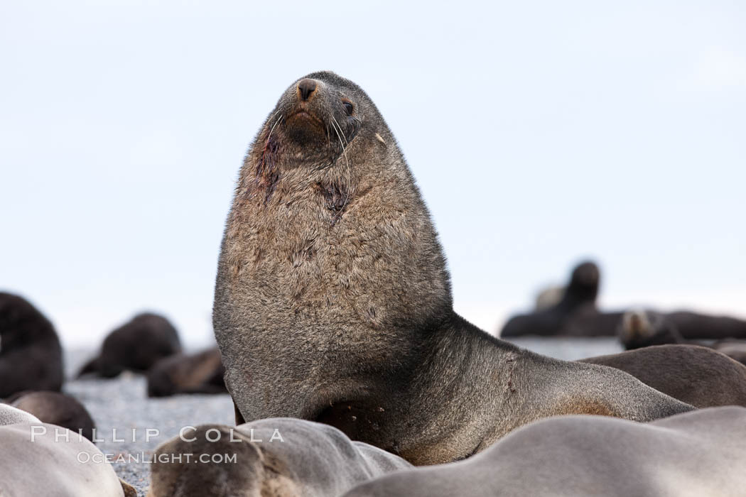 Adult male bull Antarctic fur seal, amid his harem of females and juvenile fur seals. Right Whale Bay, South Georgia Island, Arctocephalus gazella, natural history stock photograph, photo id 24337