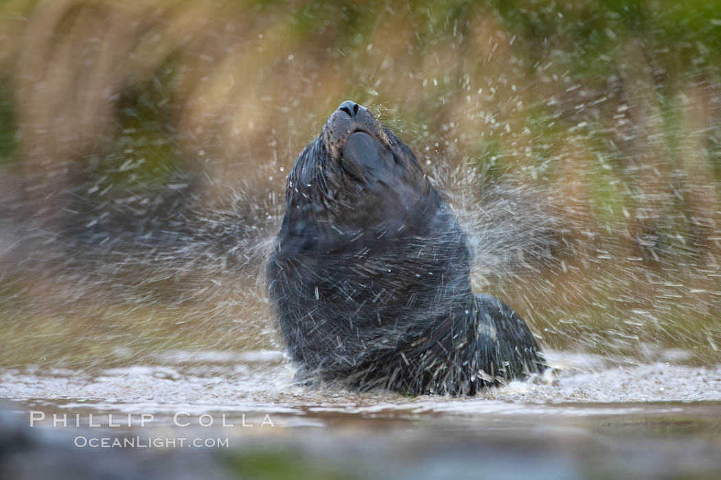 An antarctic fur seal pup plays in the water. Fortuna Bay, South Georgia Island, Arctocephalus gazella, natural history stock photograph, photo id 24605