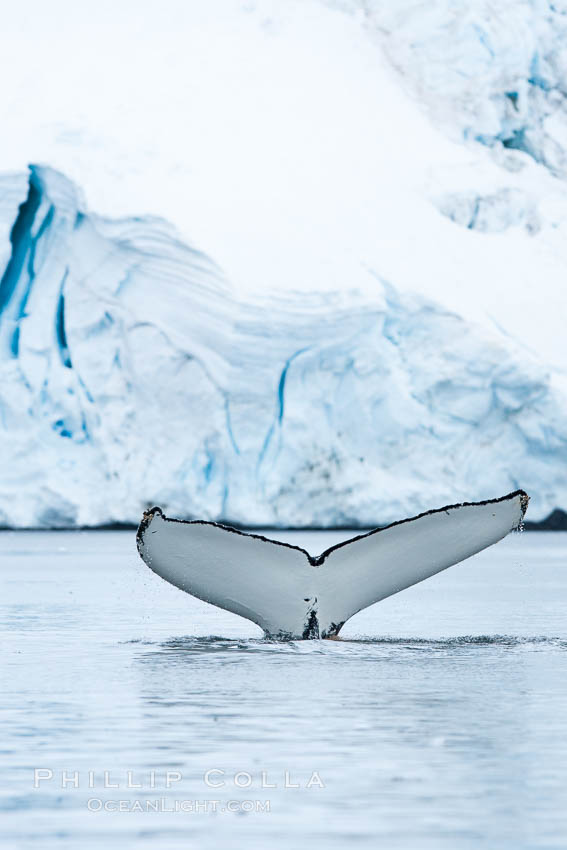 Antarctic humpback whale, raising its fluke (tail) before diving, Neko Harbor, Antarctica. Antarctic Peninsula, Megaptera novaeangliae, natural history stock photograph, photo id 25674
