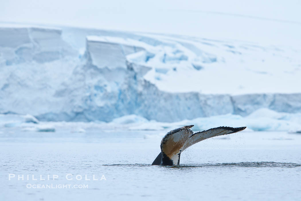 Antarctic humpback whale, raising its fluke (tail) before diving, Neko Harbor, Antarctica., Megaptera novaeangliae, natural history stock photograph, photo id 25732