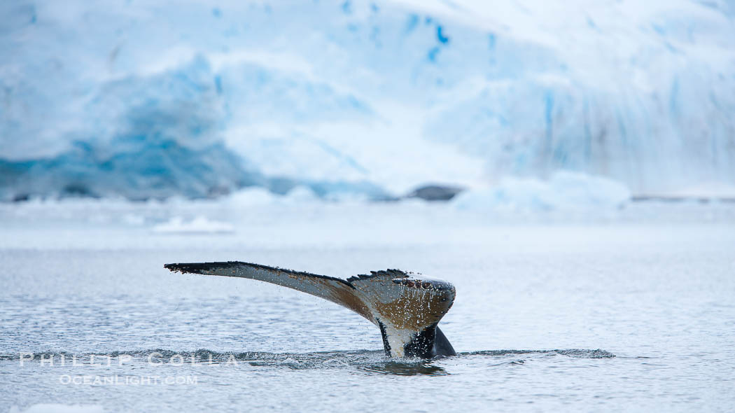 Antarctic humpback whale, raising its fluke (tail) before diving, Neko Harbor, Antarctica., Megaptera novaeangliae, natural history stock photograph, photo id 25735