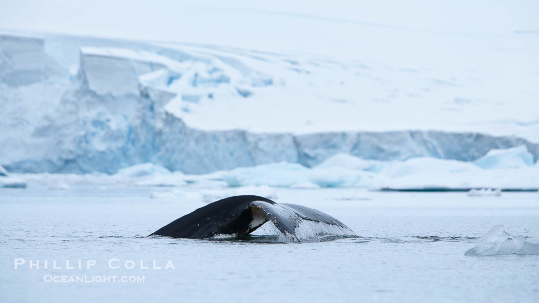 Antarctic humpback whale, raising its fluke (tail) before diving, Neko Harbor, Antarctica., Megaptera novaeangliae, natural history stock photograph, photo id 25733
