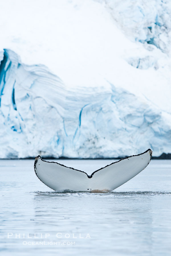 Antarctic humpback whale, raising its fluke (tail) before diving, Neko Harbor, Antarctica., Megaptera novaeangliae, natural history stock photograph, photo id 25745