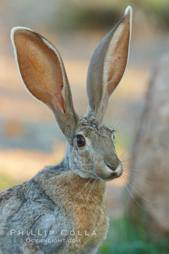 Antelope jackrabbit. Amado, Arizona, USA, Lepus alleni, natural history stock photograph, photo id 22910