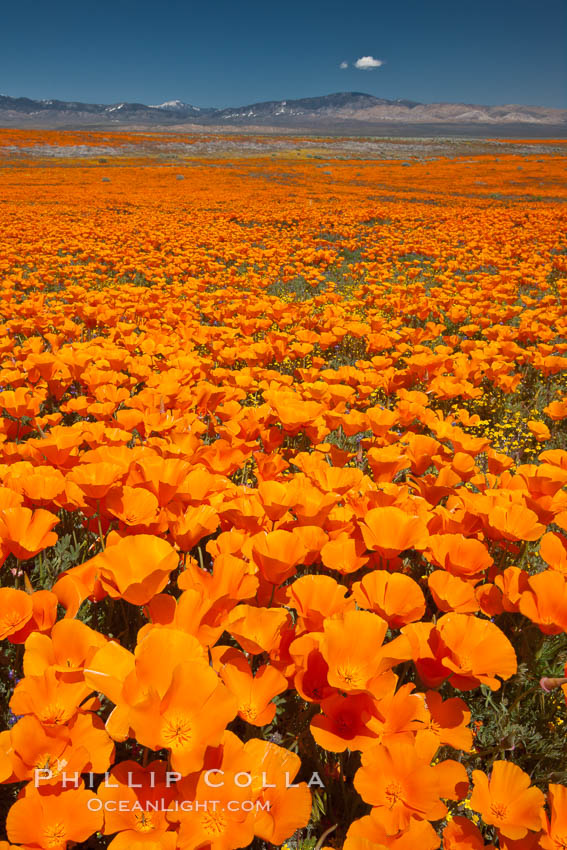 California poppies, wildflowers blooming in huge swaths of spring color in Antelope Valley. Lancaster, USA, Eschscholtzia californica, Eschscholzia californica, natural history stock photograph, photo id 25226