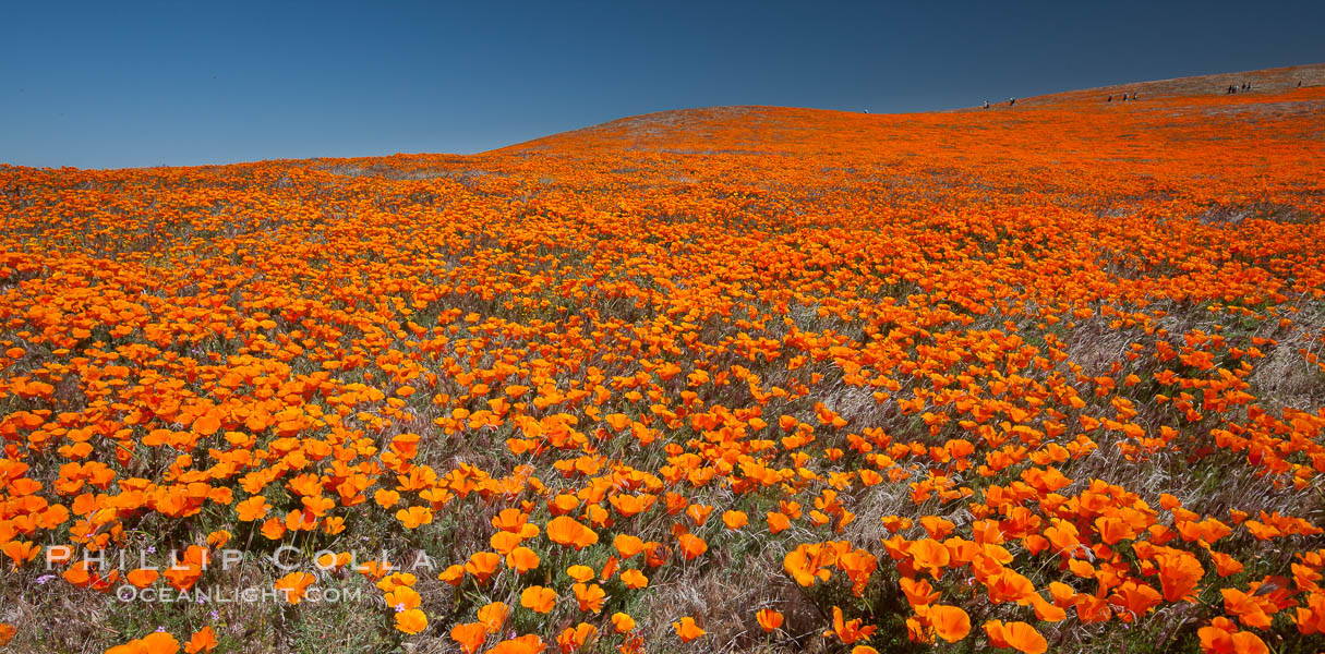California poppies, hillside of brilliant orange color, Lancaster, CA. Antelope Valley California Poppy Reserve SNR, USA, Eschscholtzia californica, Eschscholzia californica, natural history stock photograph, photo id 25230